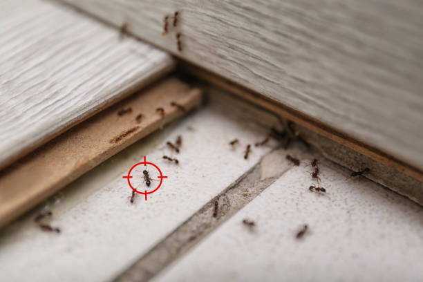 Best Termite Control Services  in Inniswold, LA
