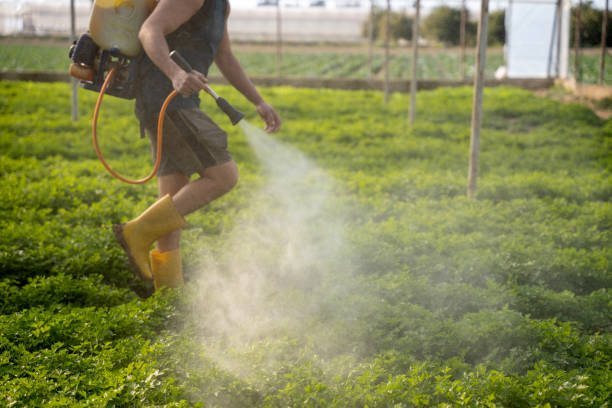 Best Ant Control Services  in Inniswold, LA